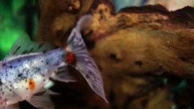 Salyangoz ve balıklar fish tank yukarıya kapatmak