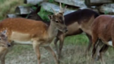 Geyikler besleme turist bir grup