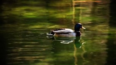 su renk düzeltme ile Yüzme ördek