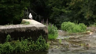 bir martı duran ve sabit duvar daha vurdu