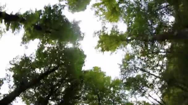 Drzewami drogi — Wideo stockowe