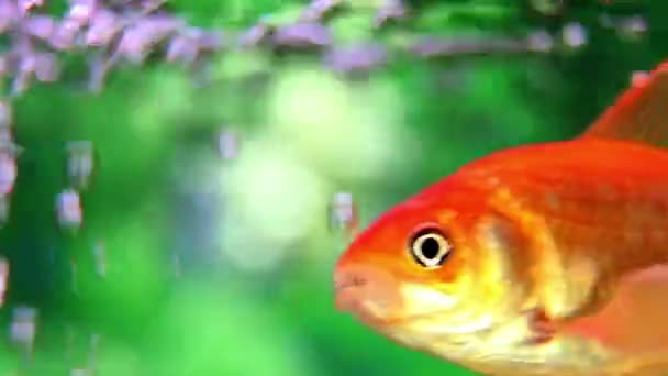 Close-up shot van een gouden vis in een aquarium — Stockvideo