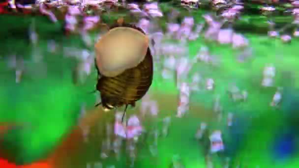 Close up shot of snail and fishes in the fish tank — Stock Video