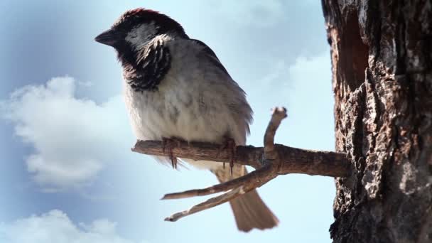 Vogel im Baumhaus — Stockvideo