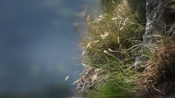 風に吹き上げられた草のショット — ストック動画