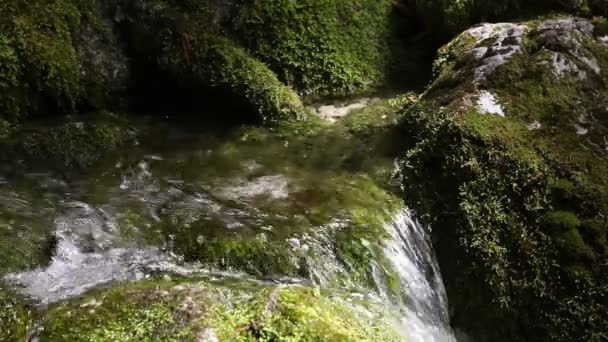 Все еще кадры речных порогов в лесу с анимированными капельками воды — стоковое видео