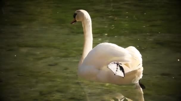 クローズ アップ白鳥 wih の水表面での反射 — ストック動画