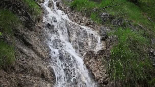 Los rápidos del río en el bosque — Vídeos de Stock