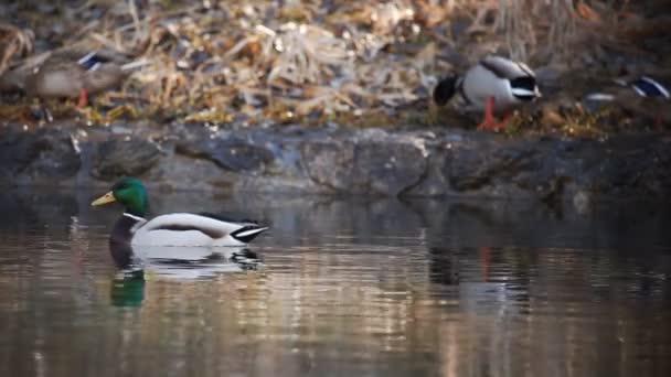 Prise de vue de canards nageant dans un lac près du rivage — Video