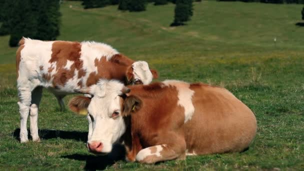 Коровы отдыхают и едят траву — стоковое видео