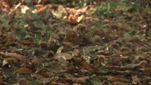Humidité dans la forêt .