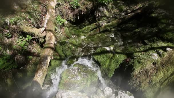 森の中で川の急流の静止ショット — ストック動画