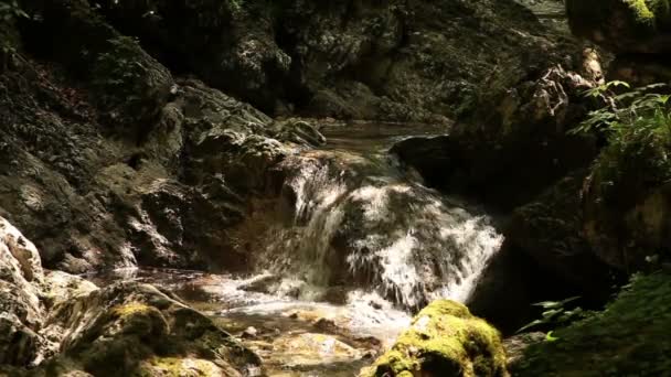 森の中で小さな川 — ストック動画