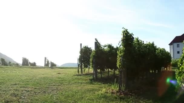 通过用特别太阳反射 wineyard 驾驶的镜头 — 图库视频影像