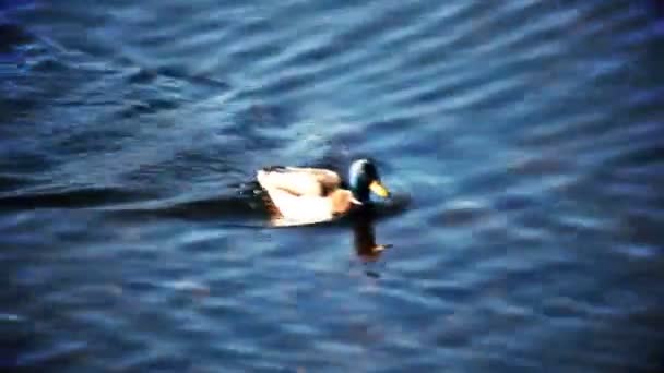 Pato nadando en el lago, el foco está en el agua y no en el pájaro — Vídeos de Stock