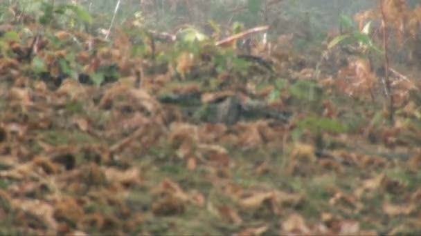 Gros plan des gouttes de pluie tombant sur le sol forestier — Video