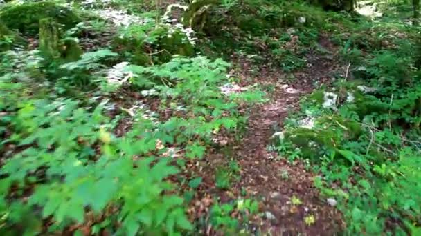 Plan en mouvement dans une forêt 