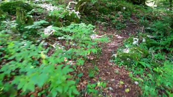 Movimiento de disparo en un bosque — Vídeo de stock