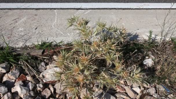 Close up shot of the thistle on the highway — Stock Video