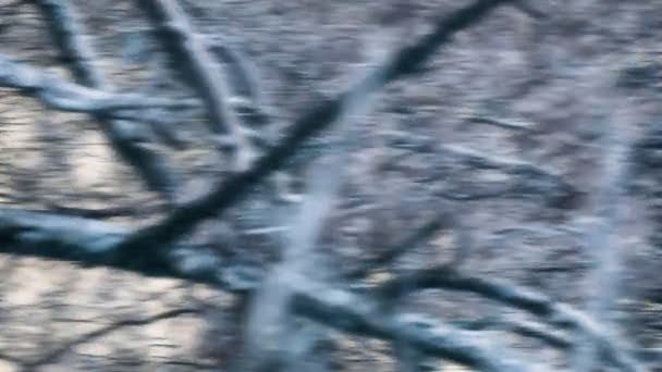 Still shot of tree branches — Stock Video