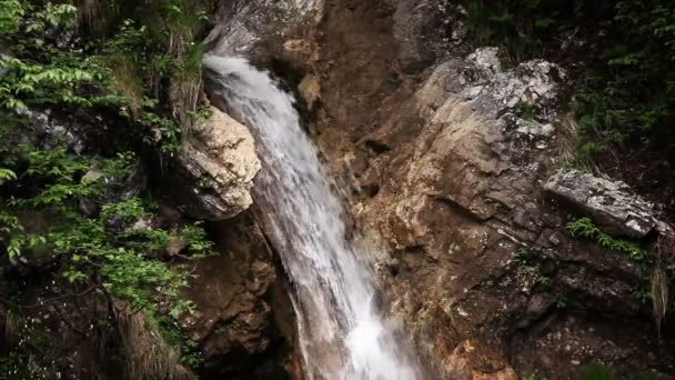 Schot van de rivier Lente in bos — Stockvideo