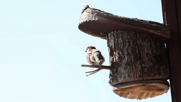 Bird in the tree house — Wideo stockowe