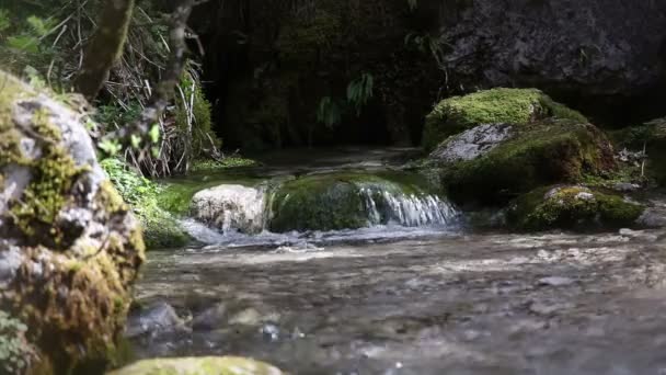 Stále shot spuštění řeka ni woods — Stock video