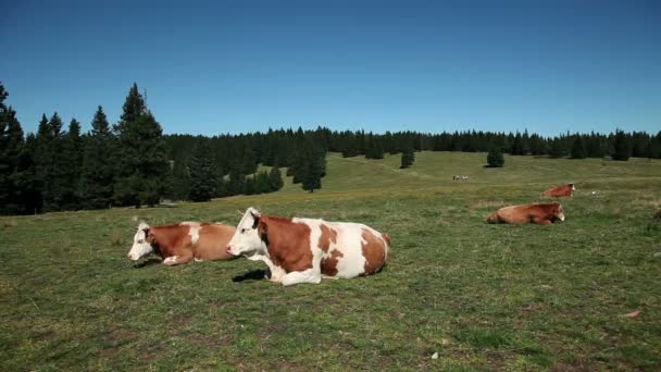 Vacas descansando en una meseta — Vídeos de Stock