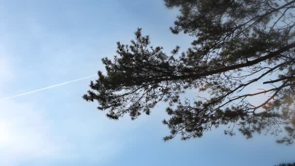 Tree branches under the sky blown by wind — Stock Video