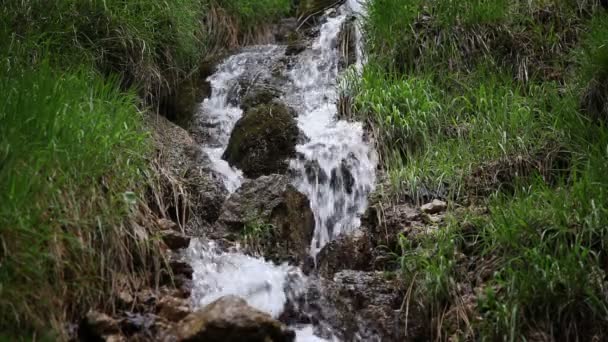 Petit ruisseau dans la forêt 