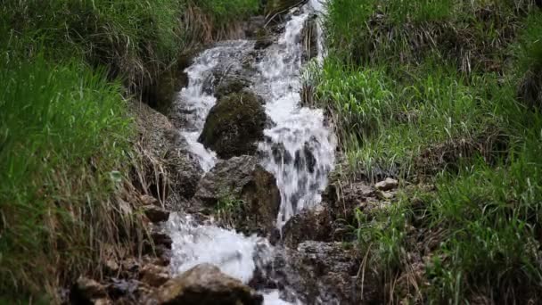 Kleine beek in het bos — Stockvideo