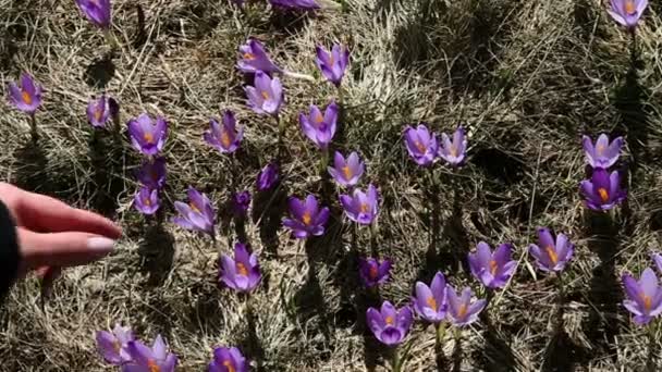 Camera zoom of saffron blossoms — Stock Video