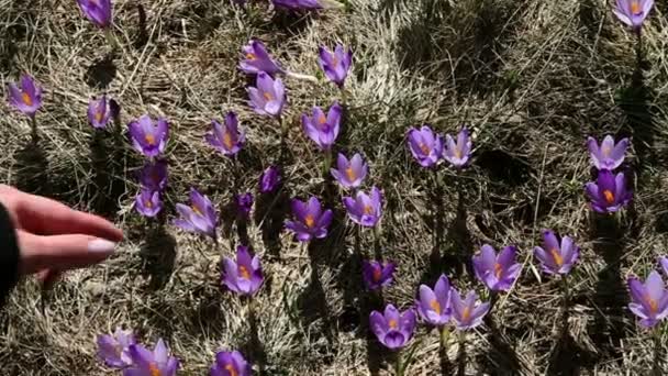 Zoom de câmera de flores de açafrão — Vídeo de Stock