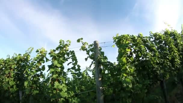 Kranaufnahme des landschaftlich reizvollen Weinbergs — Stockvideo