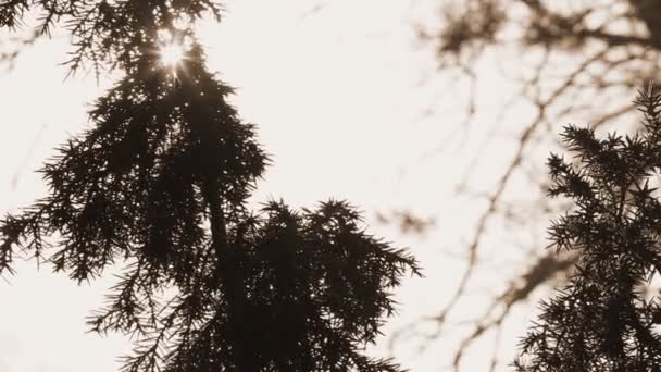 Still shot of branches of juniper — Stock Video