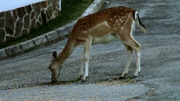 Cervo che mangia mais — Video Stock