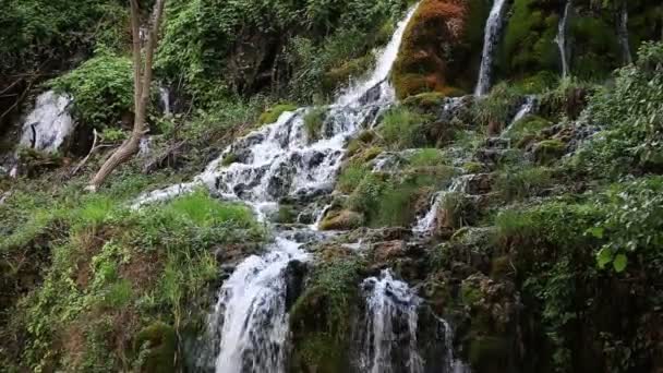 在森林里的小瀑布的镜头 — 图库视频影像