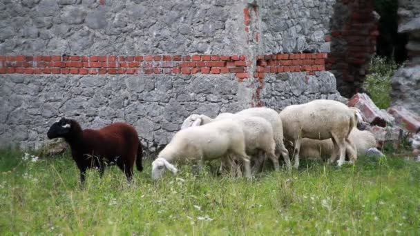 Овцы в естественной среде — стоковое видео
