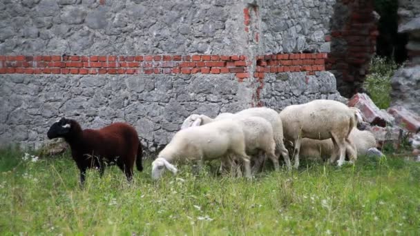 Moutons dans un environnement naturel — Video