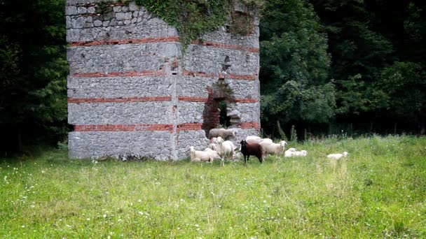 Schafe in einer natürlichen Umgebung — Stockvideo