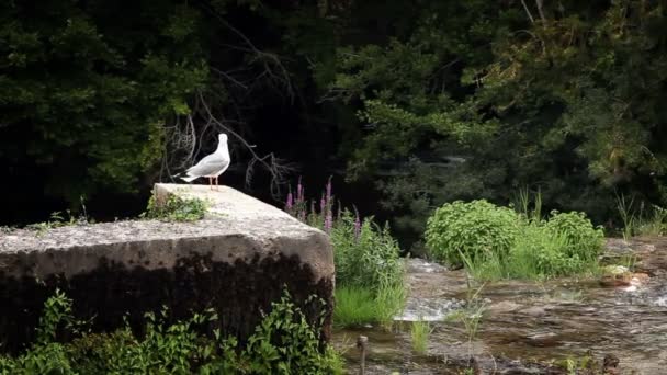 Tiro de uma gaivota de pé e do que levantando-se da parede — Vídeo de Stock