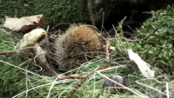 Höst i skogen - svamp och kastanjer. — Stockvideo