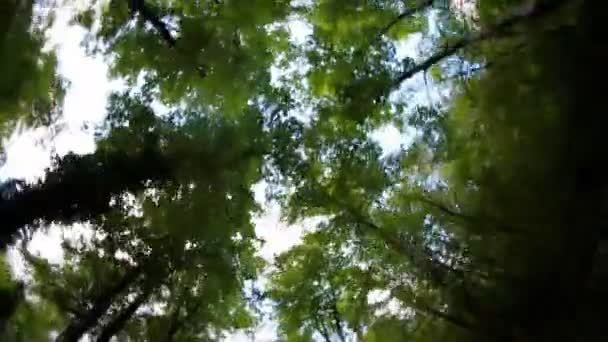 Drzewami drogi — Wideo stockowe