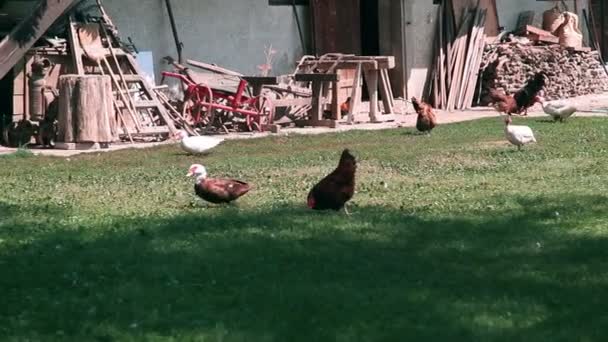 Курица снаружи — стоковое видео