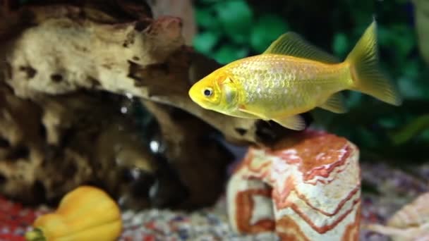 Zblízka střílel zlatých ryb do akvária — Stock video