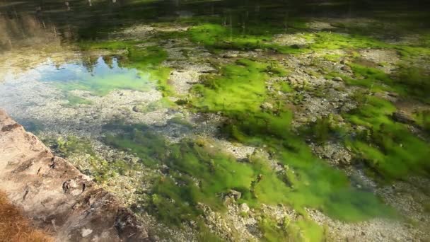 Schoon water met onderwater planten — Stockvideo