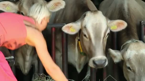 Woman dressed in pink feeding cows — Stock Video