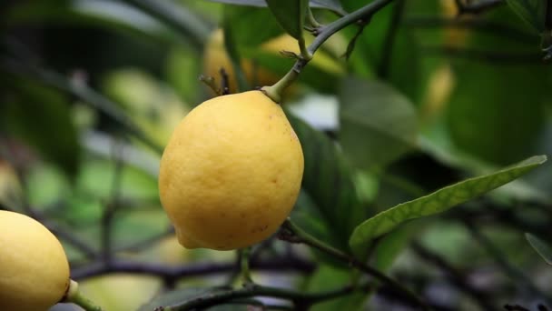 Primer plano de recoger a mano limones del árbol — Vídeo de stock