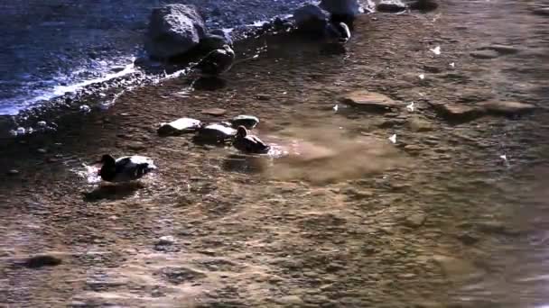 Mehrere Enten im See und am Ufer — Stockvideo