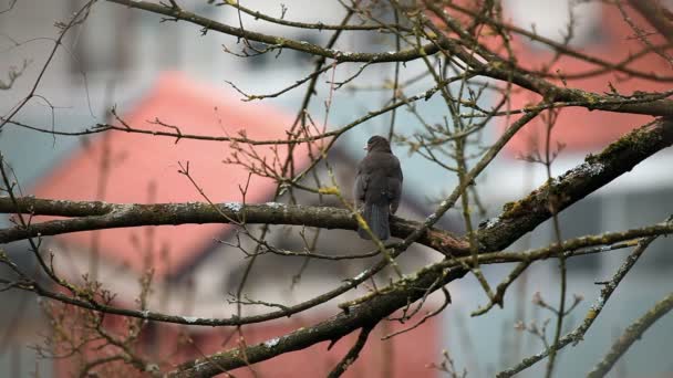 Lövés a madár ül a fa ága, és ezen a környéken: keres — Stock videók